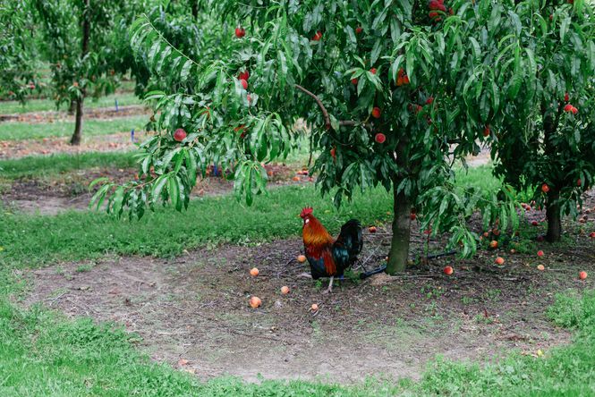 A rooster under peach trees.