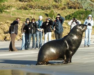 A large seal.