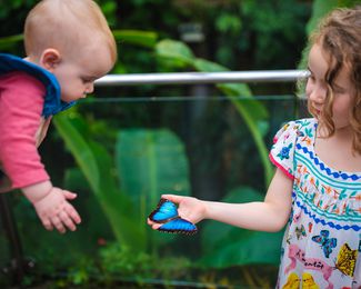 Two kids looking at a blue butterfly.